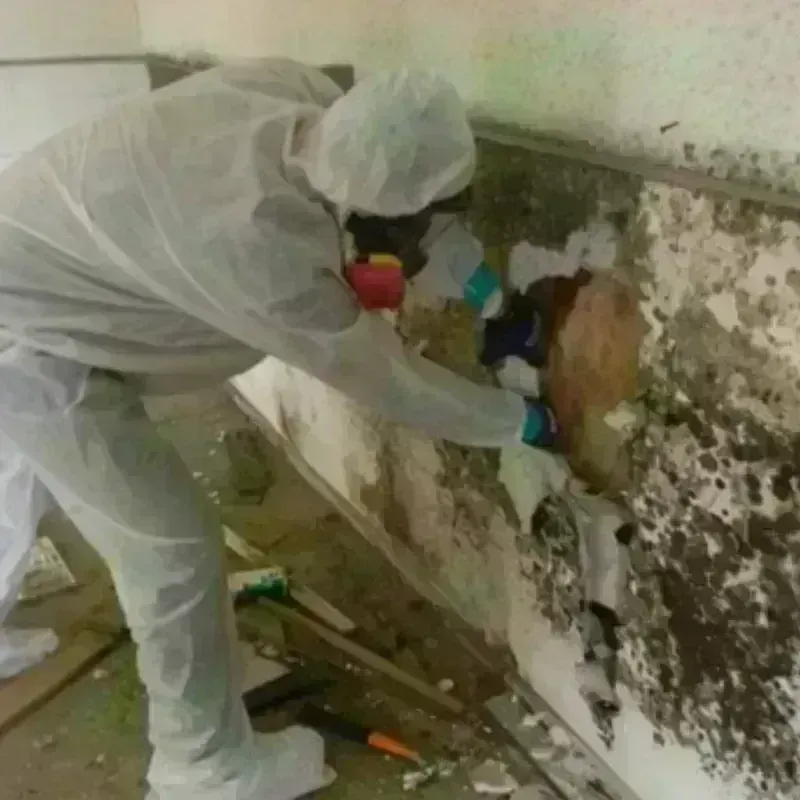 Mold Remediation and Removal in Fairchilds, TX